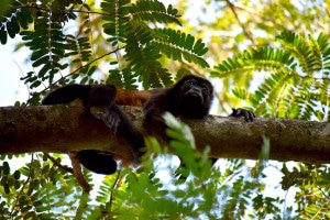Howler monkey in the trees of Tamarindo, Costa Rica