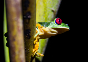 Red-eyed frog nightime
