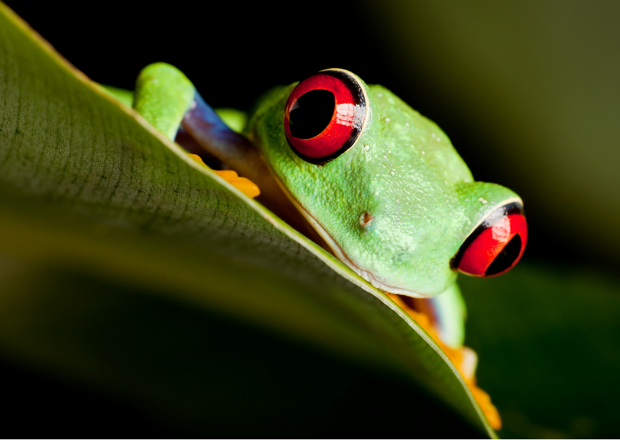 #3 fun facts about the Red-Eyed tree frog