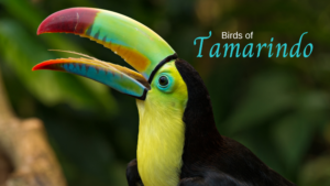 Tamarindo birds