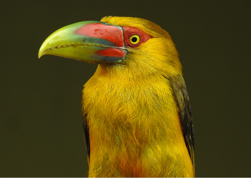 Yellow-eared Toucanet